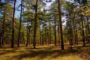 pine barrens