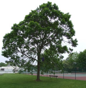 Moorestown tree committee gives tree tips in time for spring