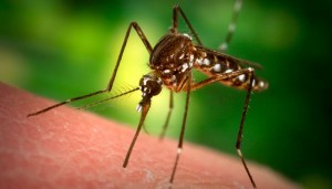 Camden County man first in New Jersey to have West Nile Virus in 2016