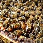 beekeeping