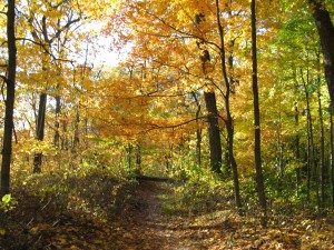 Cherry Hill volunteers blaze a trail for park visitors