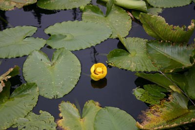 Moorestown Council Contemplates Strawbridge Lake Spatterdock Removal