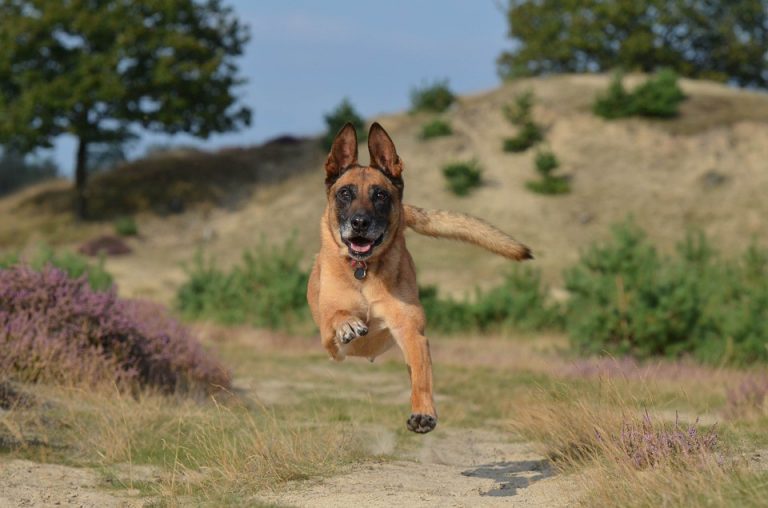 Friends of Burlington County Animal Shelter gears up for Paw Prints 5K and Fun Trail 1-Miler