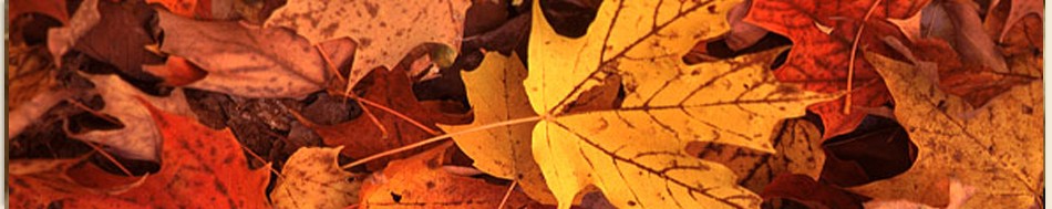 fall-banner