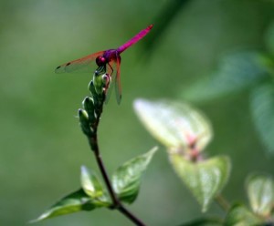 dragonfly