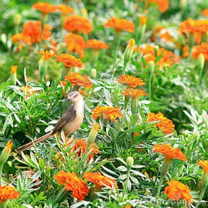 bird-garden