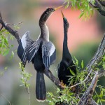 LALyons-Anhinguas-Courting