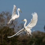 Susan-Chilkotowsky-Kain_Dancing-Egrets