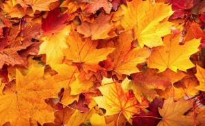 Evesham releases 2015 Leaf Collection Program schedule