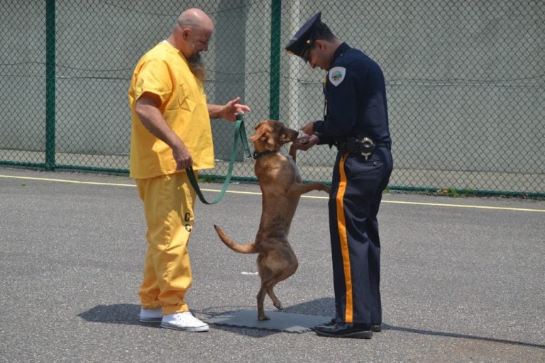 Mt. Laurel animal rescue provides inmates with dogs to train for veteran adoption in new program