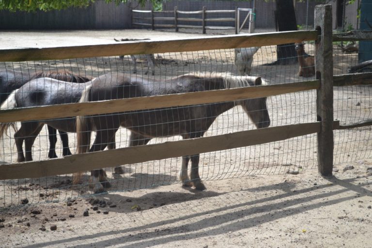 Cherry Hill’s Garden State Discovery Museum to manage Paws Farm Nature Center