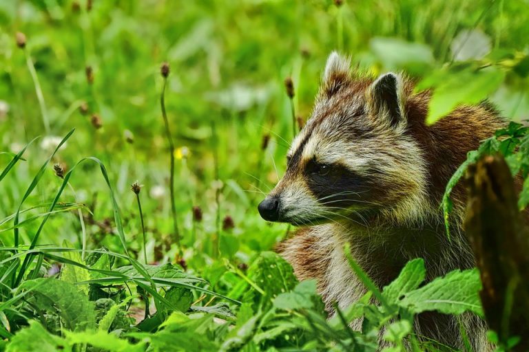 Raccoon with rabies found in Moorestown