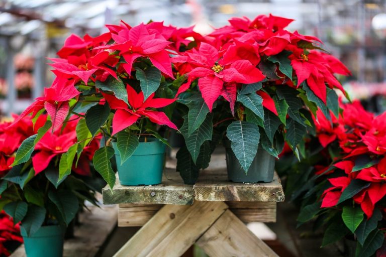 Christmas Poinsettia Sale is underway