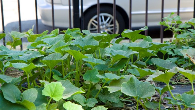 Moorestown gets “greener” with 104 new garden plots