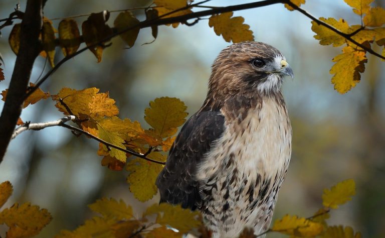 Woodford Cedar Run releases red tail hawk singed by methane