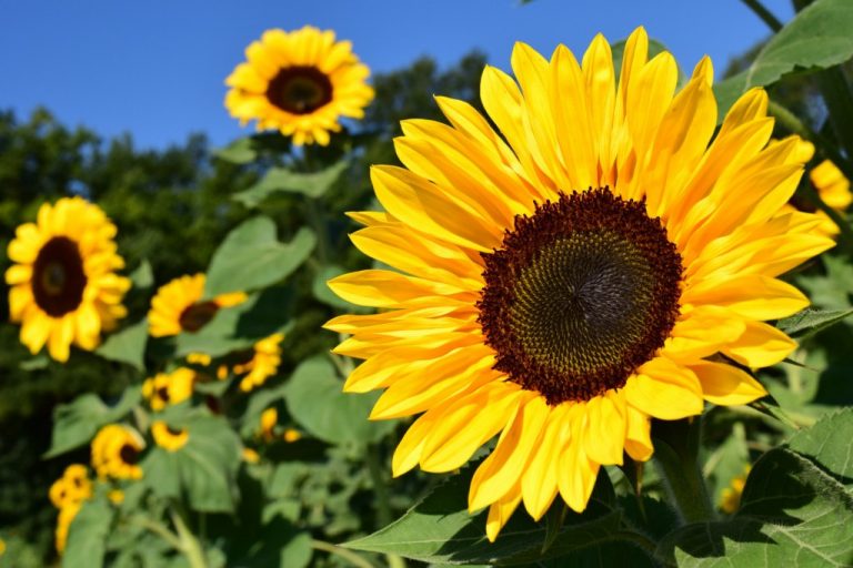 Mystery individual plants sunflowers at entrance of Wedgwood development