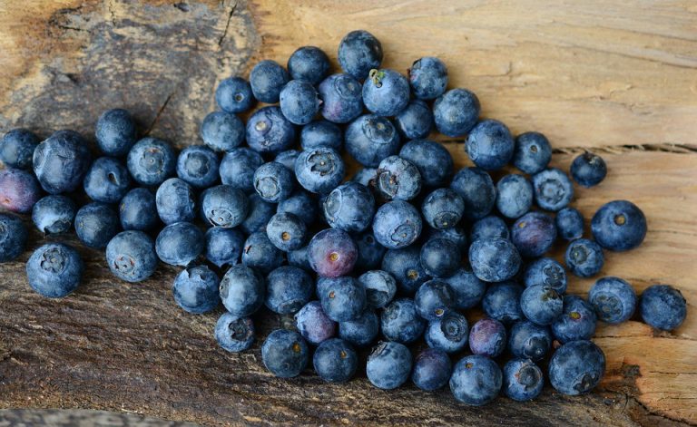 Tenth annual blueberry festival returns