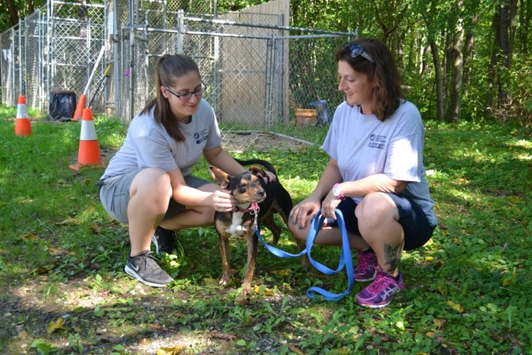 Cats and Dogs displaced by Hurricane Harvey seek homes in South Jersey