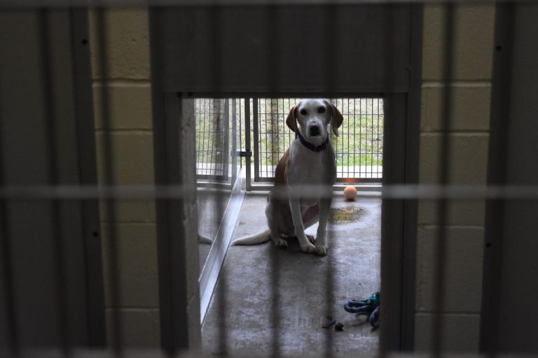 Camden County Animal Shelter reaches record-breaking save rates