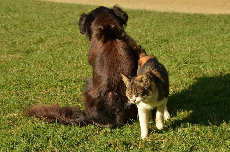 Mt. Laurel Township to hold free rabies clinic on March 25 at the police garage