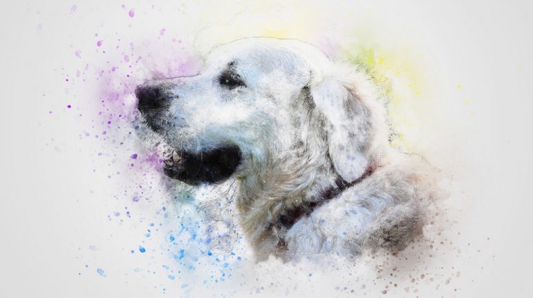 Paint Your Pet on June 15