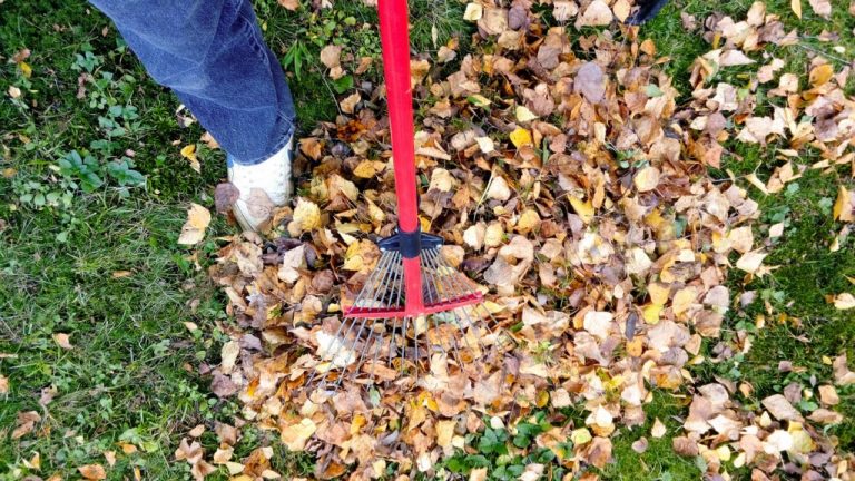 Leaf collection to begin week of Oct. 16