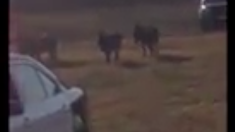 Video: Mt. Laurel Police deal with group of ‘loitering’ donkeys behind residence on Dec. 10