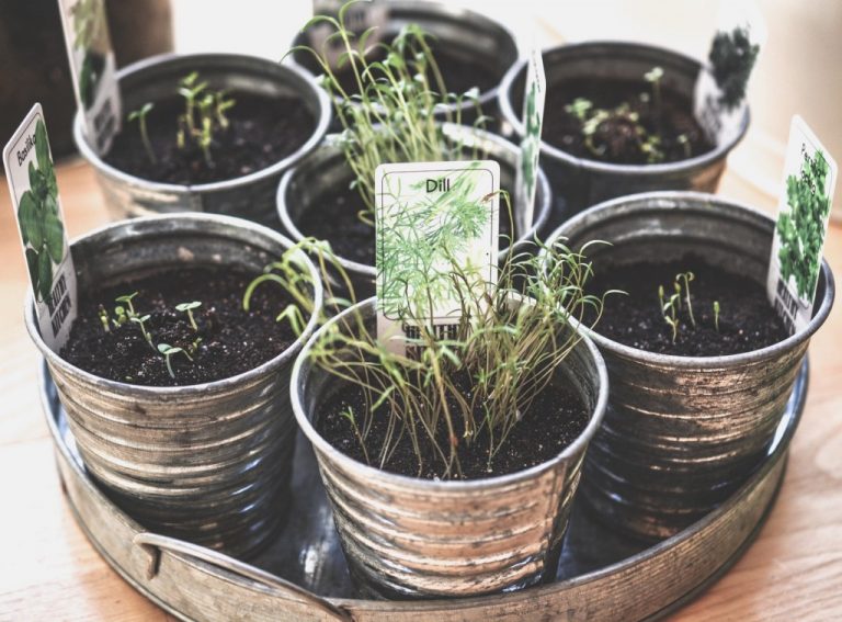 South County Library holds “Secrets of Herbs” class