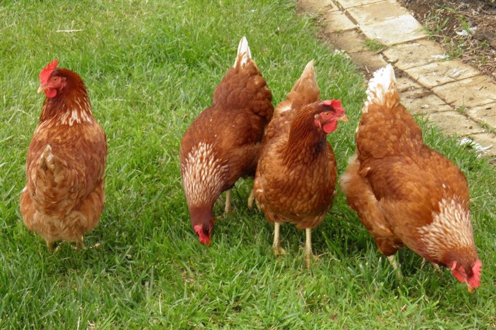 Presentation on examining backyard chickens taking place in Cherry Hill on Feb. 20