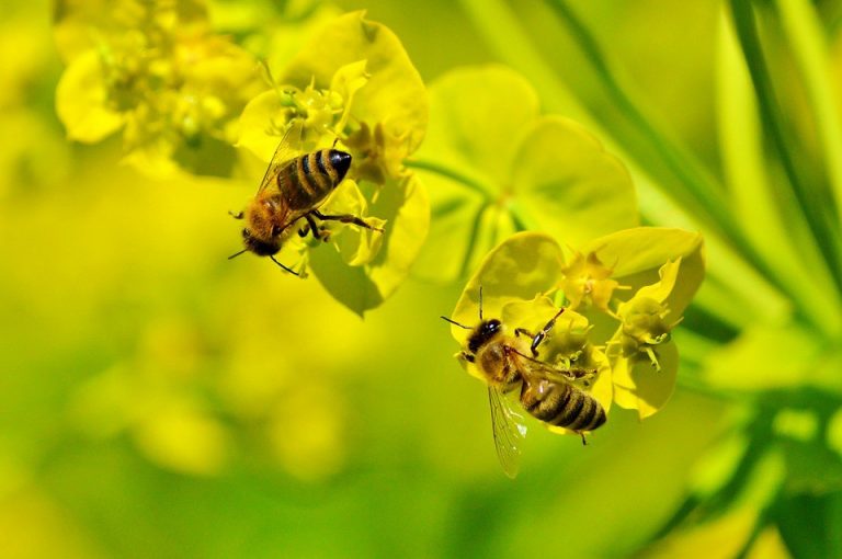 Saint Matthew Lutheran Church pollinates Moorestown