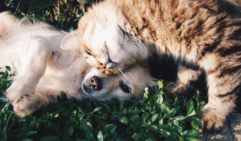 Friends of Burlington County Animal Shelter to host 5K Run/Walk and Pet Fest on April 29