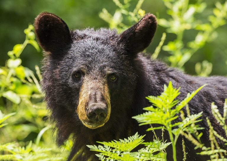 Evesham Police release tips for dealing with bears after bear sighting in town