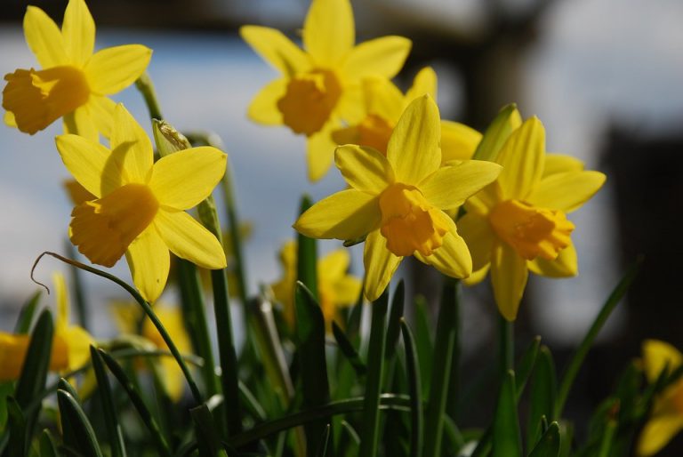 Main Street blooms: Daffodil Day returns for third year