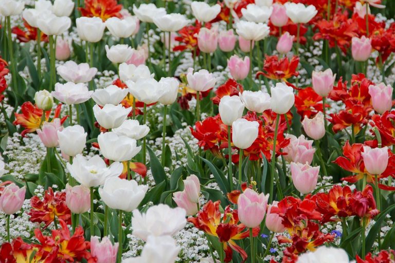 Annual Herb and Flower Show slated for Sunday, June 10