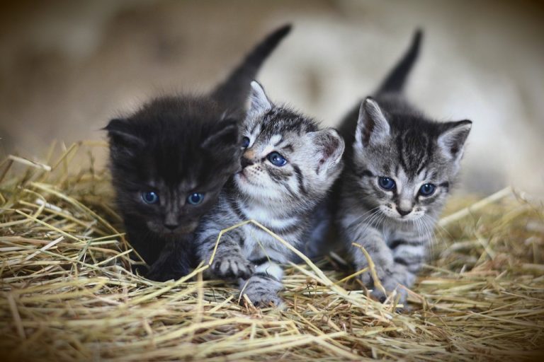 Celebrate Global Cat Day at the Voorhees Animal Orphanage tomorrow