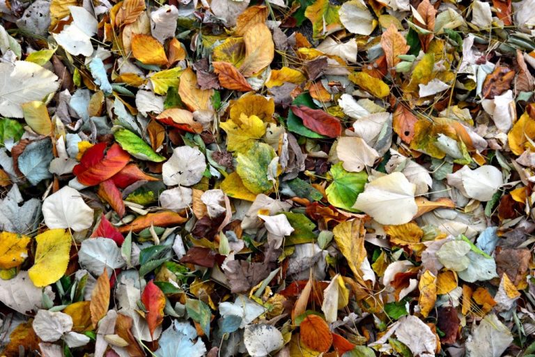 Curbside leaf collection has started for Palmyra