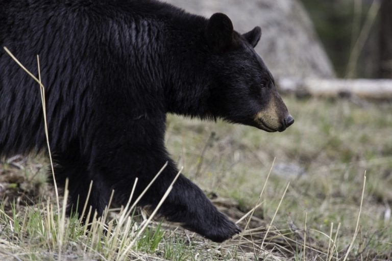 Black bears in search of food for the winter