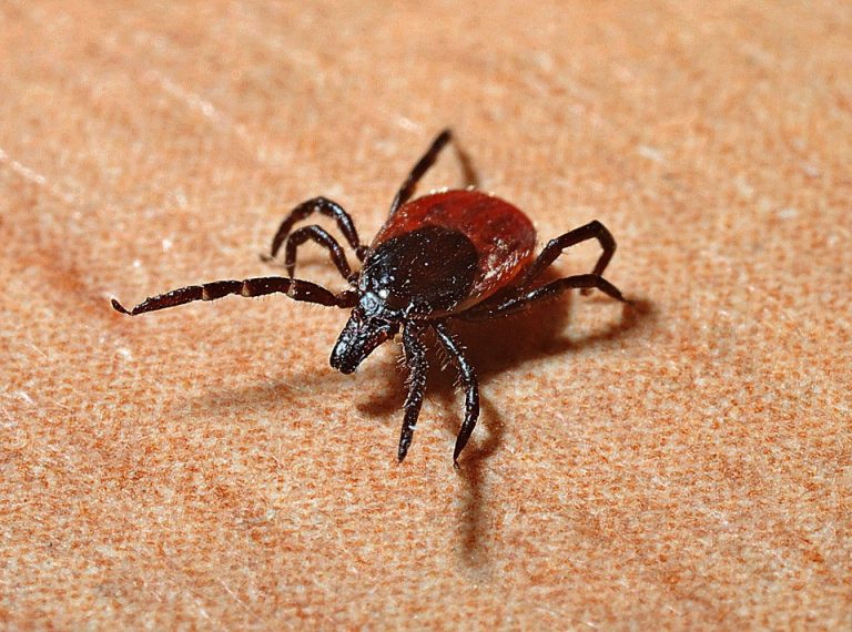 Free Lyme Disease Association presentation at Larchmont Elementary School on March 13