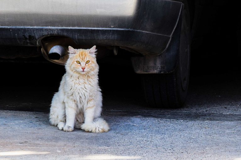 Seeking a kinder, gentler approach to community cats