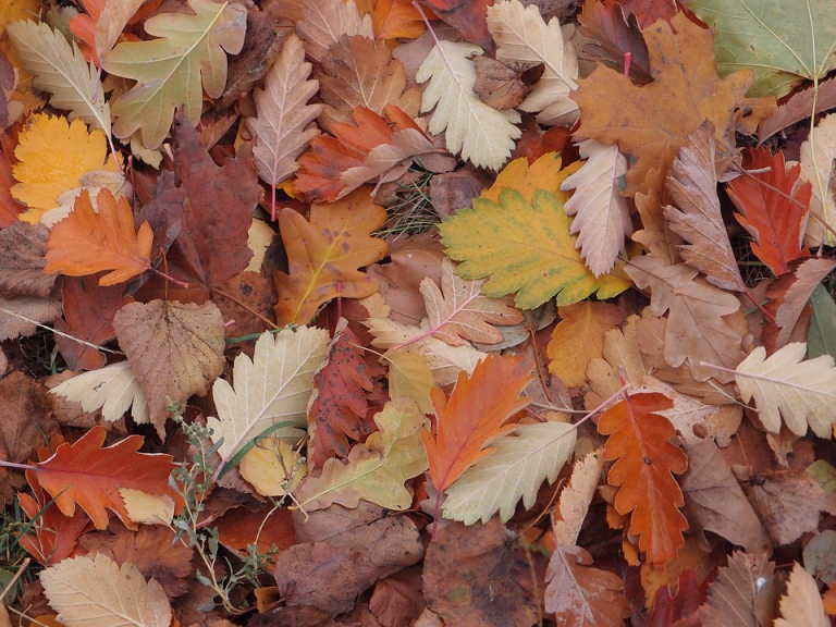 Berlin fall leaf collection will run through Dec. 21