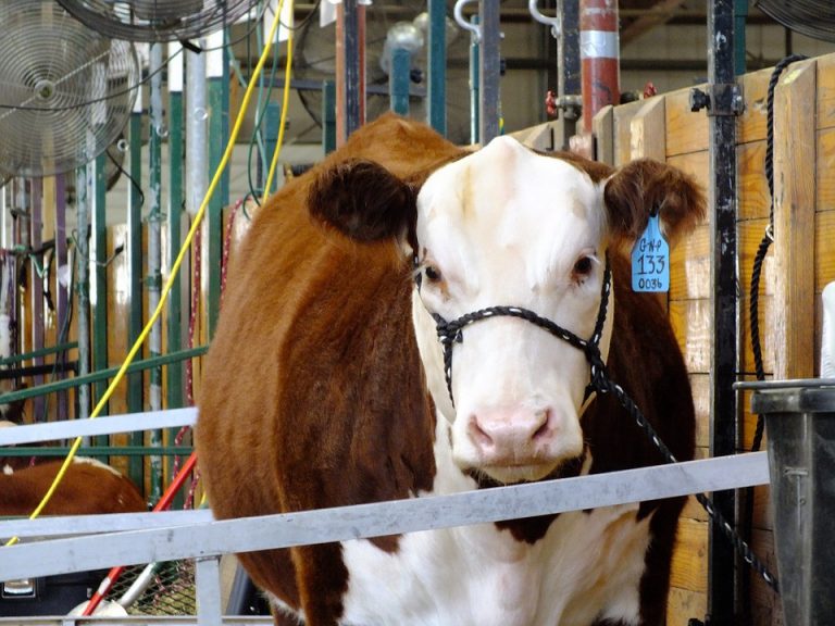 Gloucester County 4-H Fair kicks off with events scheduled throughout the day