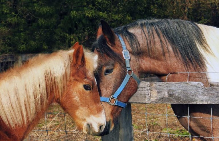 Forgotten Angels Equine Rescue is trotting towards expansion