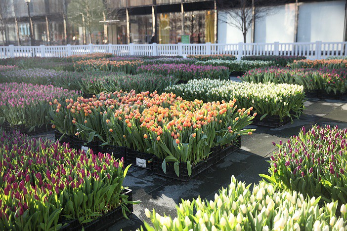 Field of Tulips coming to Cherry Hill Mall next weekend