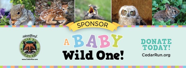 Sponsor a Baby Wild One with Woodford Cedar Run Wildlife Refuge