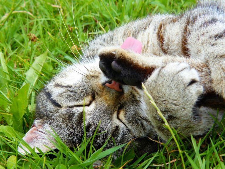 Adoption for cats 6 months and older only $10 at Burlington County Animal Shelter through June 18