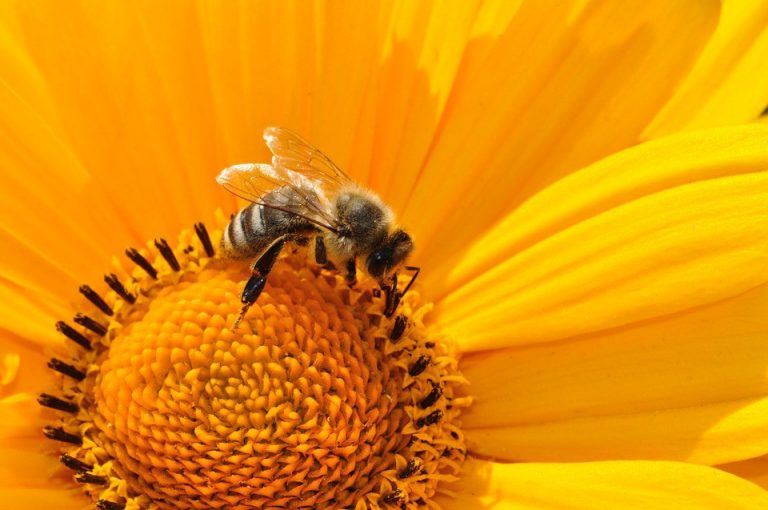 ‘Bee Aware’ presentation and honey tasting at Mt. Laurel Library on April 13