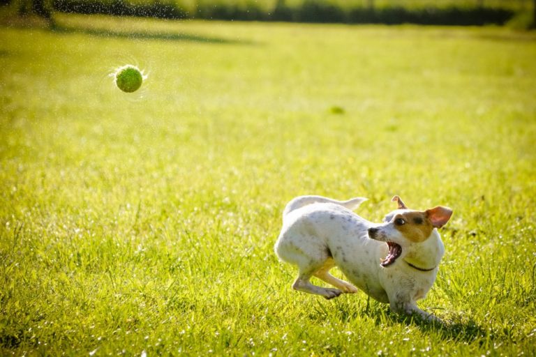 Camden County Animal Shelter launches improved website