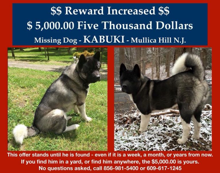 Mullica Hill family offers $5,000 reward for lost dog