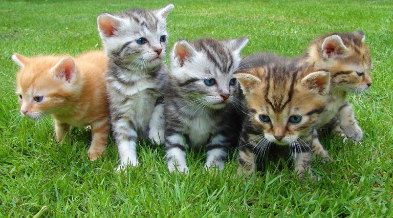 Mt. Laurel based Randall’s Rescue to hold ‘Kitten Shower’ event on June 24