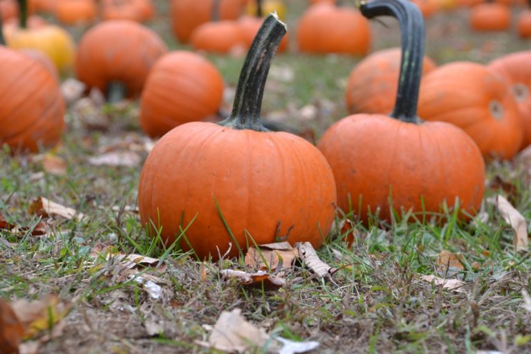 Winslow Township Hosts its second Annual Halloween and Fire Prevention Festival